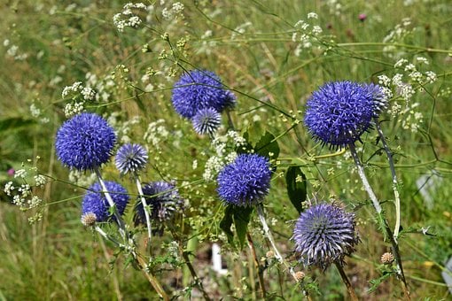 Image of Echinops ritro