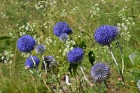 Image 1 of Echinops ritro