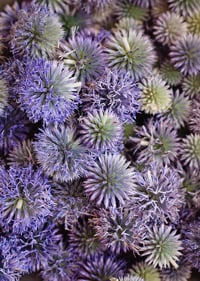 Image 2 of Echinops ritro