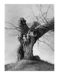 Tree of Woe  11 x 14” Giclée Print