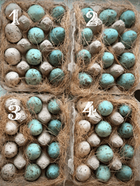 Image 2 of Set of 12 Spun Cotton Eggs, Naturalist Style (4 options)