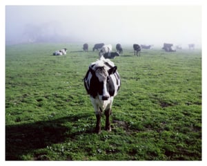 Image of Cow – 8"x10"