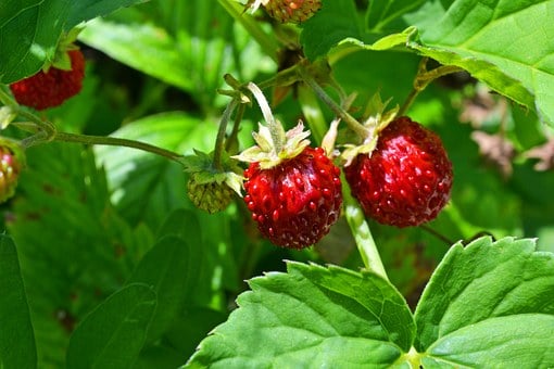 Image of Fragaria - Alpine Strawberries (Mixed - White and Red fruits)