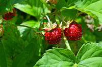 Image 1 of Fragaria - Alpine Strawberries (Mixed - White and Red fruits)