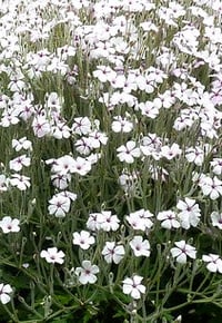 Image 2 of Geranium maderense 'alba'