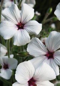 Image 1 of Geranium maderense 'alba'