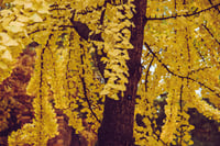 Image 1 of Ginkgo biloba