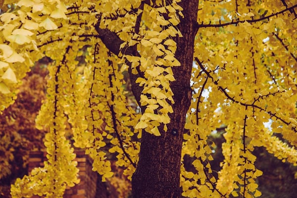 Image of Ginkgo biloba