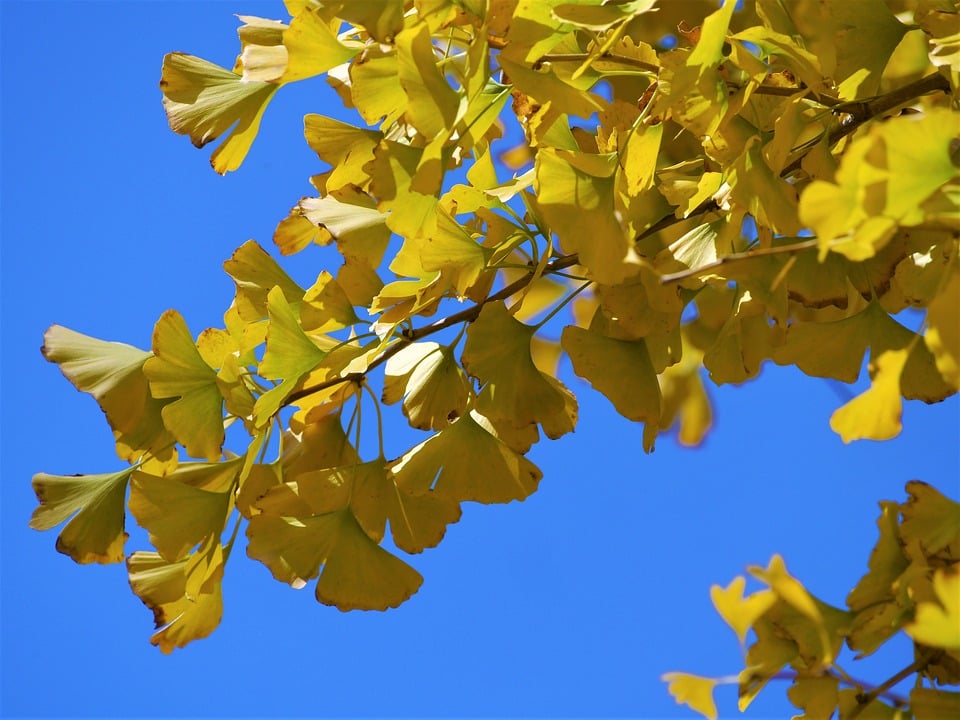 Image of Ginkgo biloba