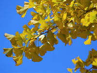 Image 3 of Ginkgo biloba