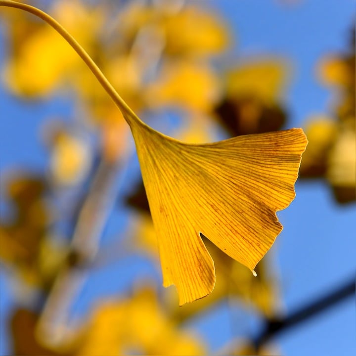 Image of Ginkgo biloba