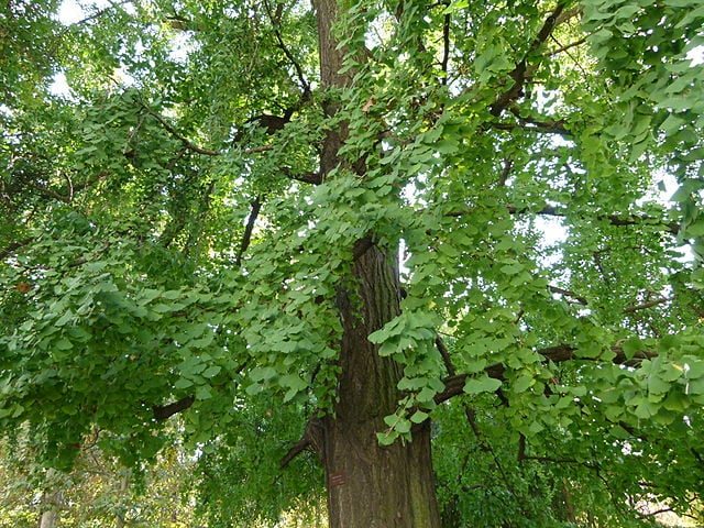 Image of Ginkgo biloba