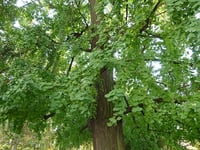 Image 2 of Ginkgo biloba