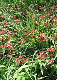 Image 2 of Iris nelsonii