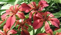 Image 1 of Iris nelsonii