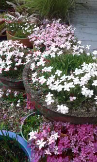 Rhodohypoxis baurii (mixed colours)