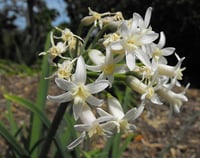 Tulbaghia simmleri (fragrans) 'alba' 