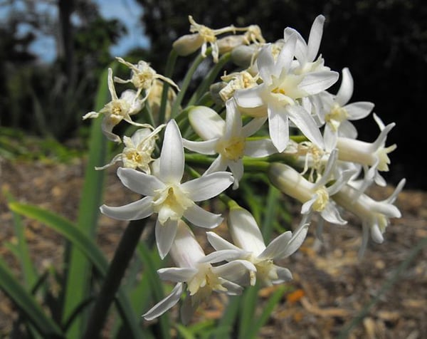 Image of Tulbaghia simmleri (fragrans) 'alba' 