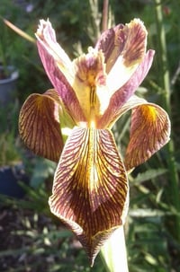 Iris 'Holden Clough'