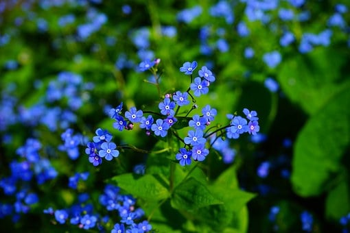 Image of Brunnera Marcophylla