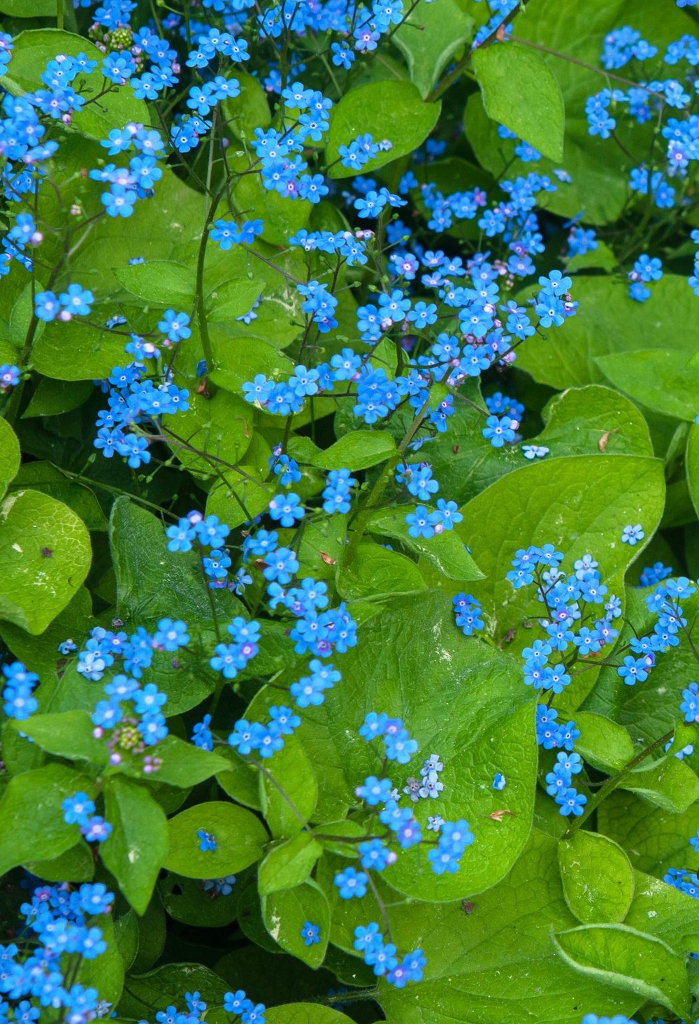 Image of Brunnera Marcophylla