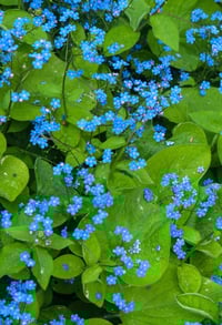 Image 2 of Brunnera Marcophylla
