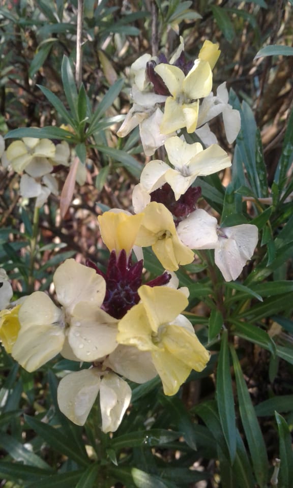 Image of Erysimum (Wallflower) - Assorted Colours