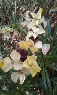 Image 2 of Erysimum (Wallflower) - Assorted Colours