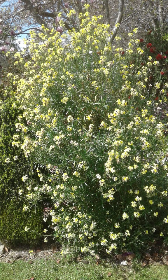 Image of Erysimum (Wallflower) - Assorted Colours