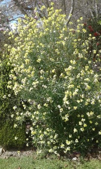Image 3 of Erysimum (Wallflower) - Assorted Colours