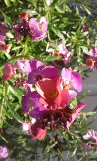 Image 1 of Erysimum (Wallflower) - Assorted Colours