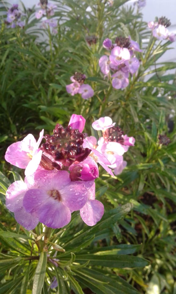 Image of Erysimum (Wallflower) - Assorted Colours