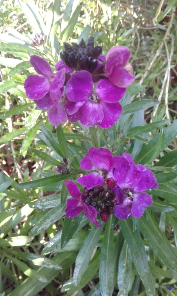 Image of Erysimum (Wallflower) - Assorted Colours