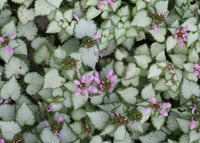 Lamium 'Pink Pewter'