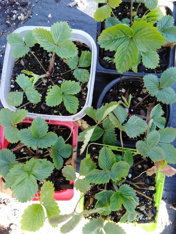 Image of Fragaria - Alpine Strawberries (Mixed - White and Red fruits)