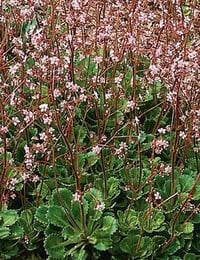 Saxifraga x urbium (London Pride)