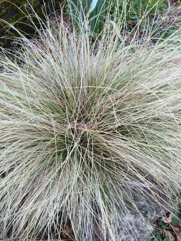 Carex 'Frosted Curls' | Bloomin' Plants and Stitches