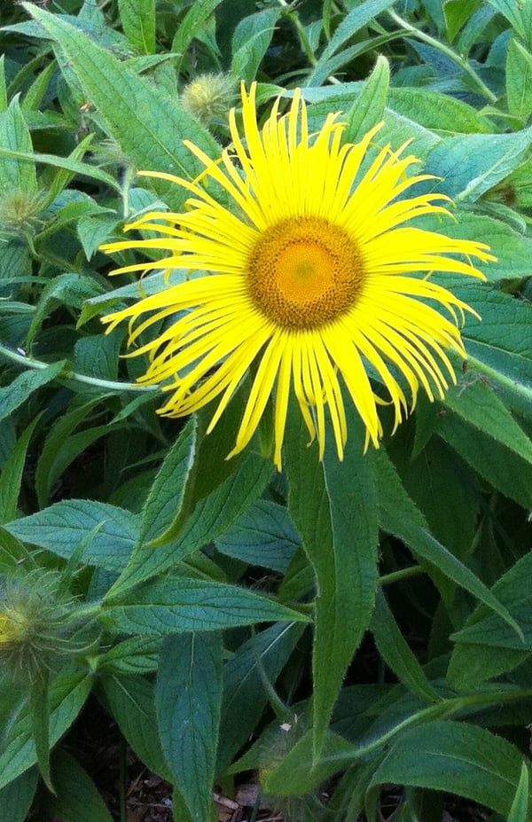 Image of Inula hookeri