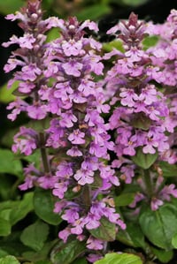 Ajuga 'Pink Elf'