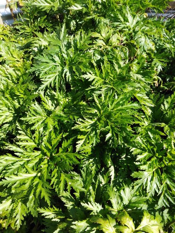 Image of Geranium maderense 'alba'