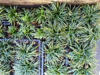 Ophiopogon japonicus 'Nana' (Dwarf Mondo)