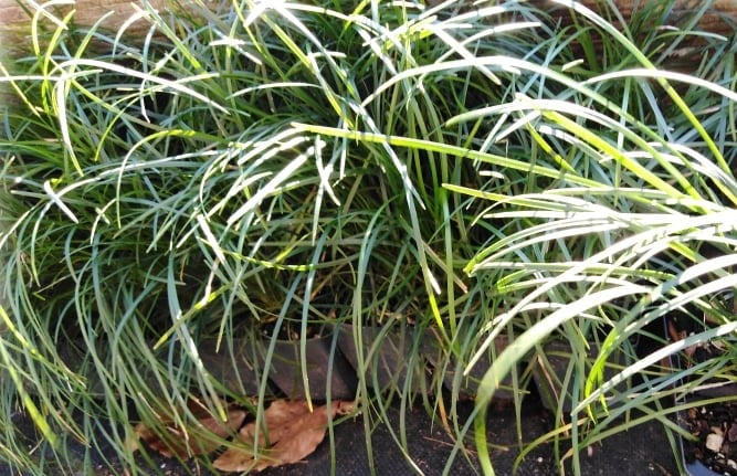 Image of Ophiopogon japonicus