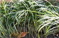 Ophiopogon japonicus