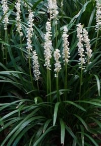 Liriope muscari 'alba'