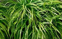 Reineckia carnea