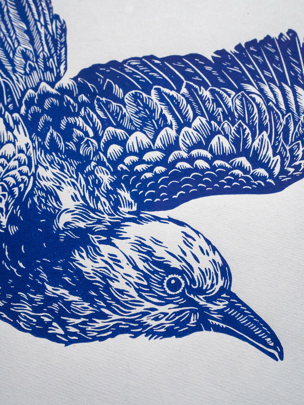 Blauracke Linoprint Blue