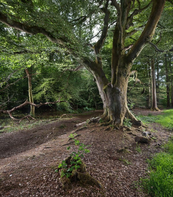 Image of Pollok Park 017