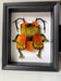 Image of Long-horned Mossy Moquette Beetle