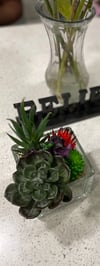 Terrarium Zen Made to Order Garden