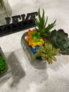 Terrarium Zen DIY Kit